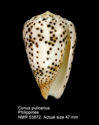 Conus pulicarius.jpg - Conus pulicariusHwass in Bruguière,1792